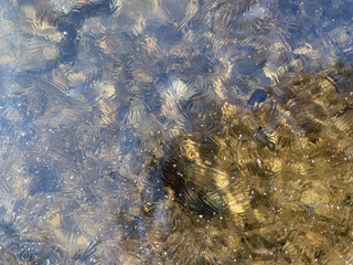 Thin ice over the stream