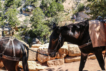 Mule train on South Kaibab Trail at Grand Canyon National Park.