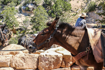 Mule train on South Kaibab Trail at Grand Canyon National Park.