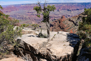 Small trees growing from cracks in the rock near South Kaibab Trail at Grand Canyon National Park.