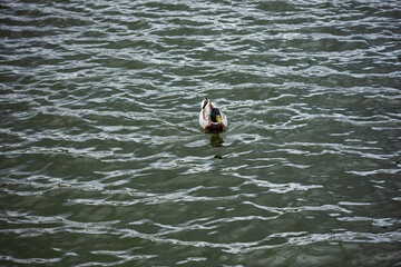 pato nadando en lago