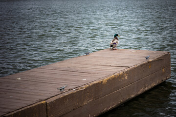 pato en muelle