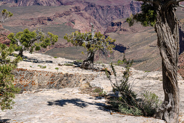 Small trees growing from cracks in the rock near South Kaibab Trail at Grand Canyon National Park.