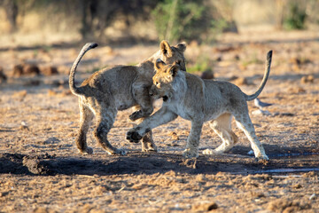 Lion at Etosha National Park, Namibia