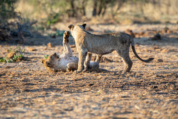 Lion at Etosha National Park, Namibia