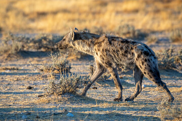 Hyena at Etosha National Park, Namibia