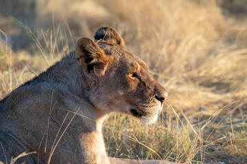 Lion at Etosha national Park
