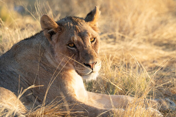 Lion at Etosha national Park