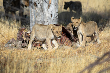 Lion at Etosha National Park, Namibia
