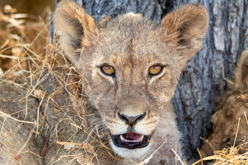 Fototapeta premium Lion at Etosha National Park, Namibia