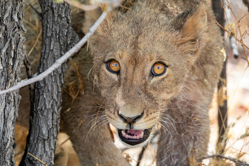 Lion at Etosha National Park, Namibia