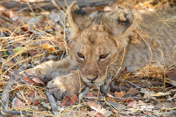 Lion at Etosha National Park, Namibia