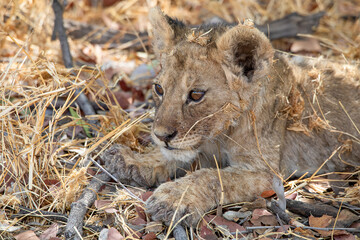 Lion at Etosha National Park, Namibia
