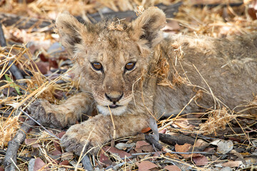 Lion at Etosha National Park, Namibia