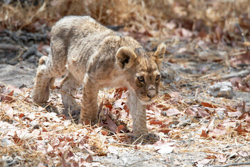 Lion at Etosha National Park, Namibia
