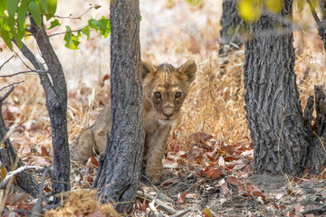 Lion at Etosha National Park, Namibia