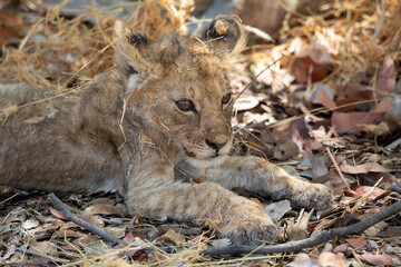 Lion at Etosha National Park, Namibia