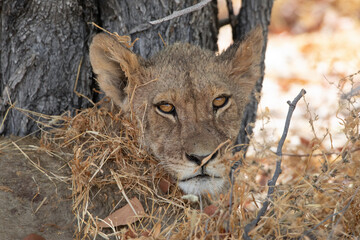 Lion at Etosha National Park, Namibia