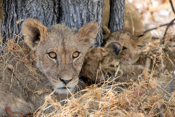 Lion at Etosha National Park, Namibia