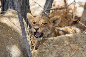Lion at Etosha National Park, Namibia