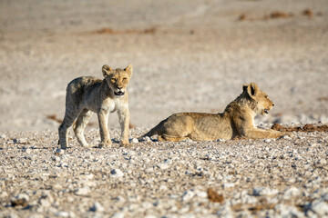 Lion cub at Etosha national Park