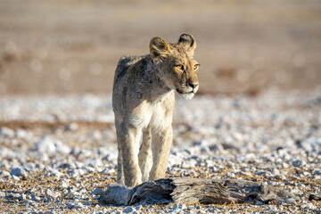 Lion cub at Etosha national Park