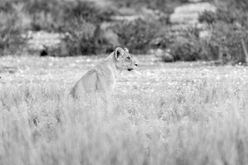 lion in etosha national park