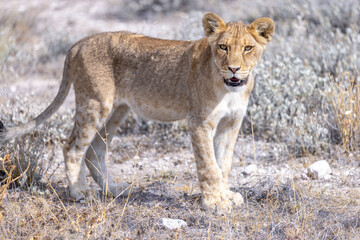 lion in etosha national park