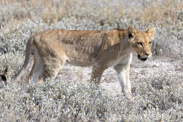 lion in etosha national park