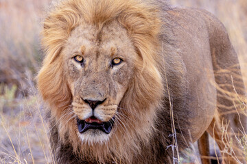 lion inLion in kgalagadi transfrontier parkkgalagadi national park