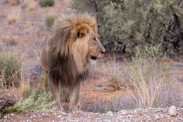 Naklejka premium lion in kgalagadi national park
