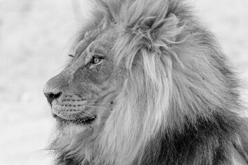 lion in kgalagadi national park