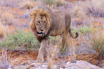 Lion in Kgalagadi National Park