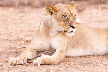 lioness in kgalagadi national park