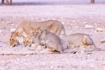 lioness in kgalagadi national park