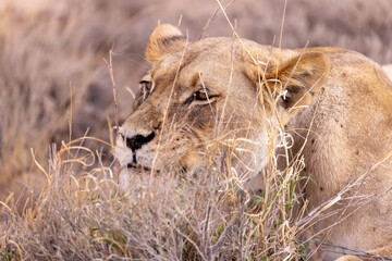 lioness in kgalagadi national park