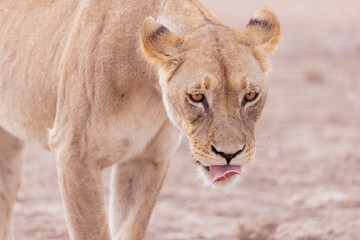 lioness in kgalagadi national park