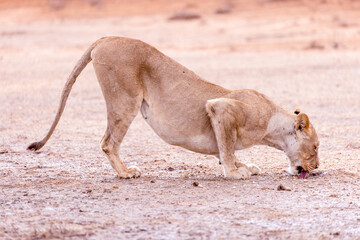lioness in kgalagadi national park