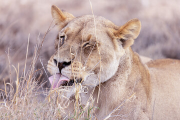 lioness in kgalagadi national park