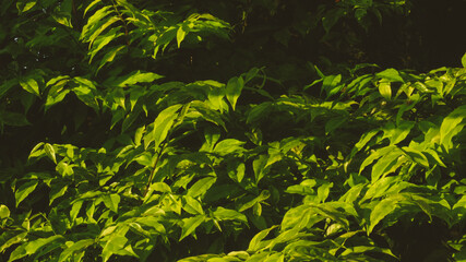 Lush, vibrant green foliage with sunlit leaves, creating a dense and natural textured background. Represents growth, nature, freshness, and the environment