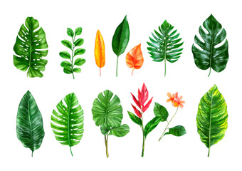 Vibrant tropical leaves collection nature botanical studio close-up plants isolated on transparent background