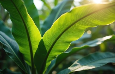Close-up photo of vibrant green banana leaves. Natural background with sunlight. Tropical plant, exotic foliage, detailed texture. Fresh leaves, organic pattern. Eco theme, nature background.