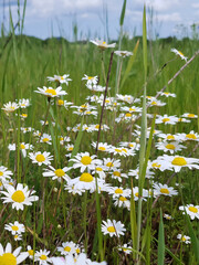 Closeup lush blooming wild daisy or chamomile or Leucanthemum with white flowers among green grass growth on meadow or field at summer day. Summertime wildflower natural background, vertical shot.