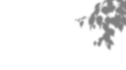 Subtle plant shadows isolated with transparency. Spring branch silhouettes. Natural overlay for eco decoration, layout template, summer product design, or photo display use.