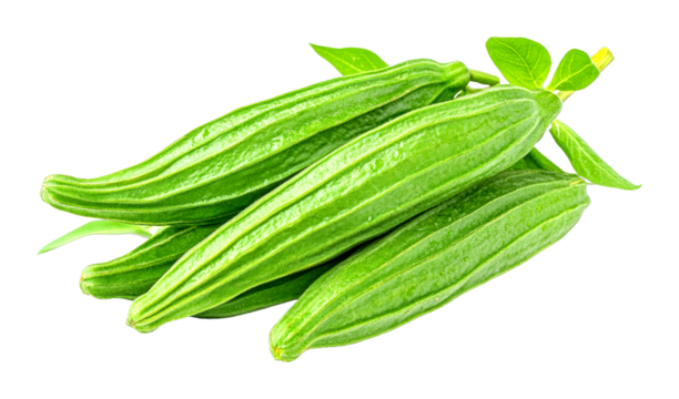 Harvesting fresh long green beans in a local garden sustainable practices vibrant atmosphere cut out on transparent background