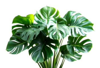 Arranging lush green monstera leaves indoor space plant decoration bright environment close-up view isolated on transparent background