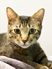 Fototapeta premium Portrait of four years old tabby