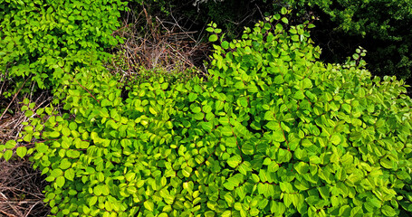 Drone Photo of the Invasive species Japanese Knotweed Fallopia Japonica in a wood by the Glenarm River Antrim Northern Ireland