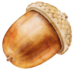 Watercolor illustration of a brown autumn acorn with textured cap. Hand painted seasonal element for prints, packaging, greeting cards or forest inspired designs. © Evgeniia