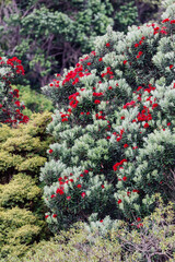 Vibrant red Pohutukawa flowers bloom on trees with silvery leaves, showcasing native New Zealand flora in summer. Karekare, Auckland, New Zealand